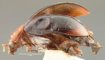 Media type: image; Entomology 18459   Aspect: habitus lateral view